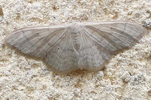 Idaea straminata